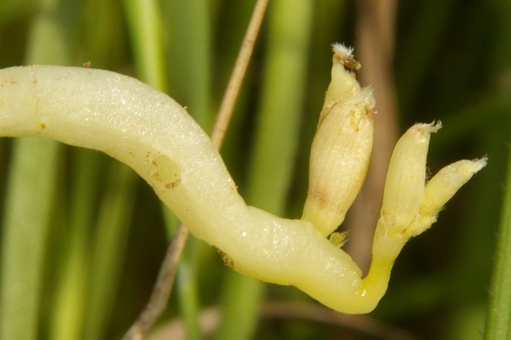 Изображение особи Vicia amphicarpa.