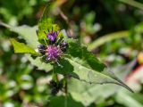 Saussurea parviflora. Верхушка цветущего растения. Хабаровский край, р-н имени Лазо, массив горы Ко, седловина между горами Столовая и Ко, выс. ≈ 1750 м н.у.м., горная тундра. 02.08.2026.