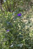 Ipomoea purpurea. Цветущие побеги. Крым, Симферополь, пустырь. 30.08.2026.
