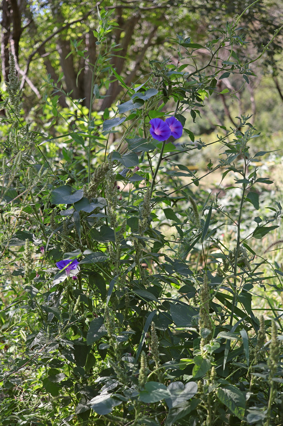 Изображение особи Ipomoea purpurea.