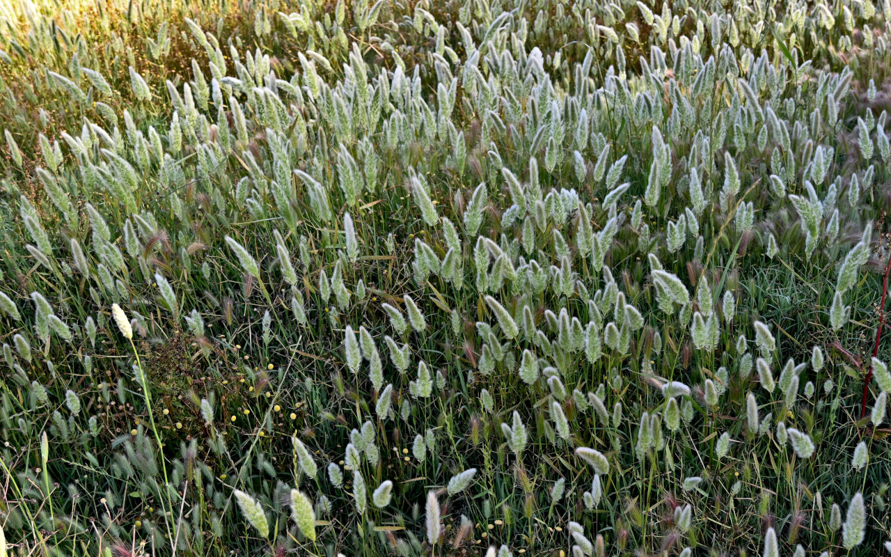 Image of Polypogon monspeliensis specimen.