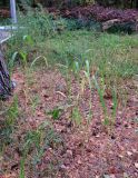 Echinochloa crus-galli. Плодоносящие растения. Московская обл., окр. г. Электрогорск, ур. Белый Мох, опушка смешанного леса, обочина дороги. 27.09.2026.