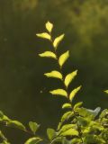Image of taxon representative. Author is Раду Кибзий