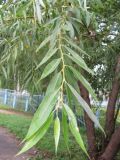 Salix &times; fragilis