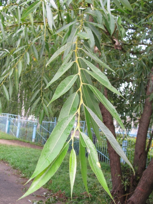 Изображение особи Salix &times; fragilis.