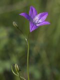 Campanula wolgensis