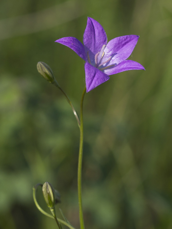 Image of Campanula wolgensis specimen.