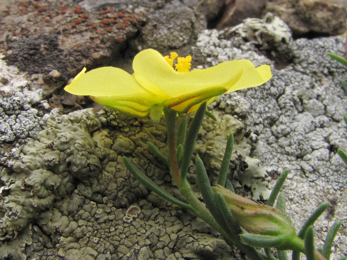 Изображение особи Fumana procumbens.