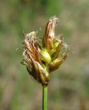 Carex chordorrhiza