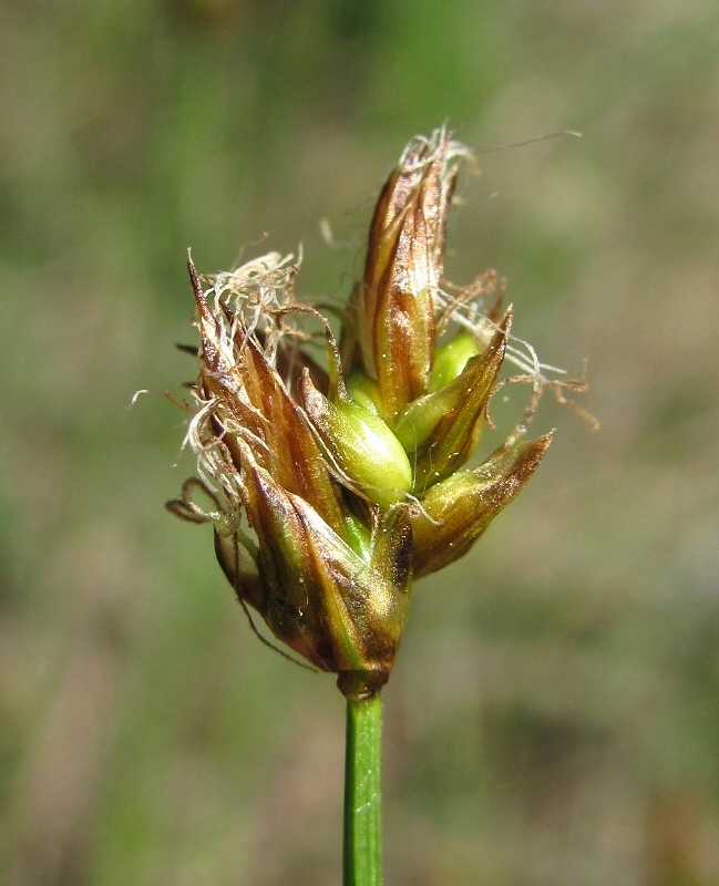 Image of Carex chordorrhiza specimen.