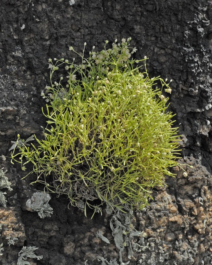 Image of Moehringia hypanica specimen.