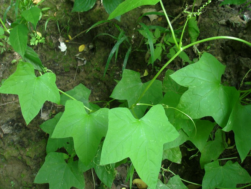 Изображение особи Echinocystis lobata.