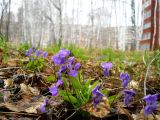 Image of taxon representative. Author is Юрий Панов