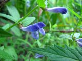 Scutellaria galericulata