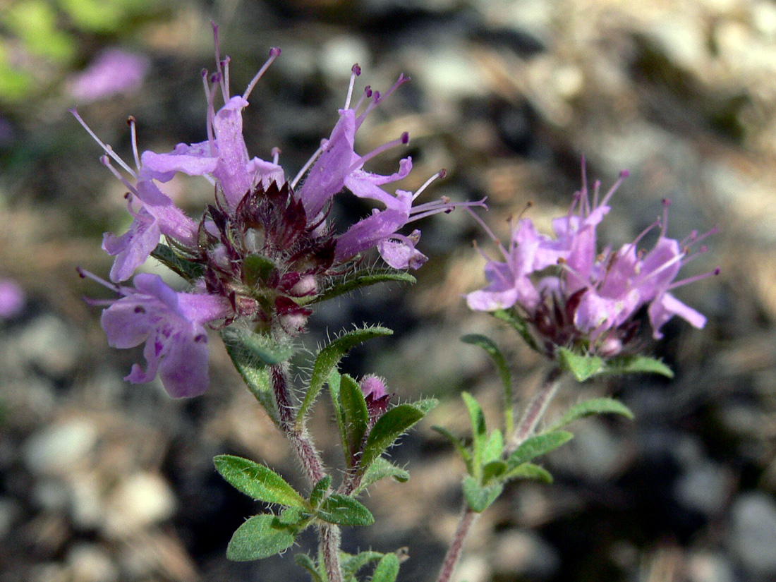 Image of Thymus hirticaulis specimen.