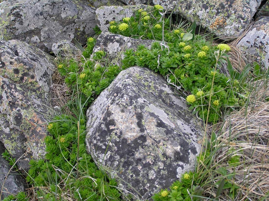 Image of Rhodiola krylovii specimen.