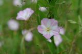 Convolvulus arvensis. Цветок. Московская обл., Раменский р-н, Хрипань, сухой луг. 02.07.2006.