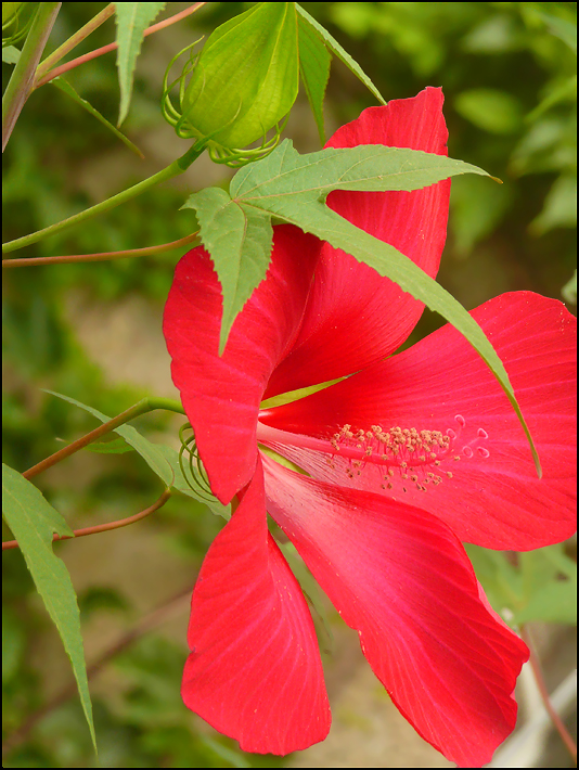 Изображение особи Hibiscus coccineus.