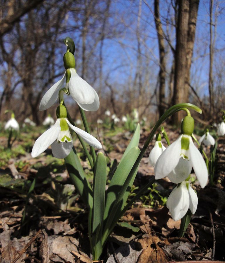 Изображение особи Galanthus graecus.