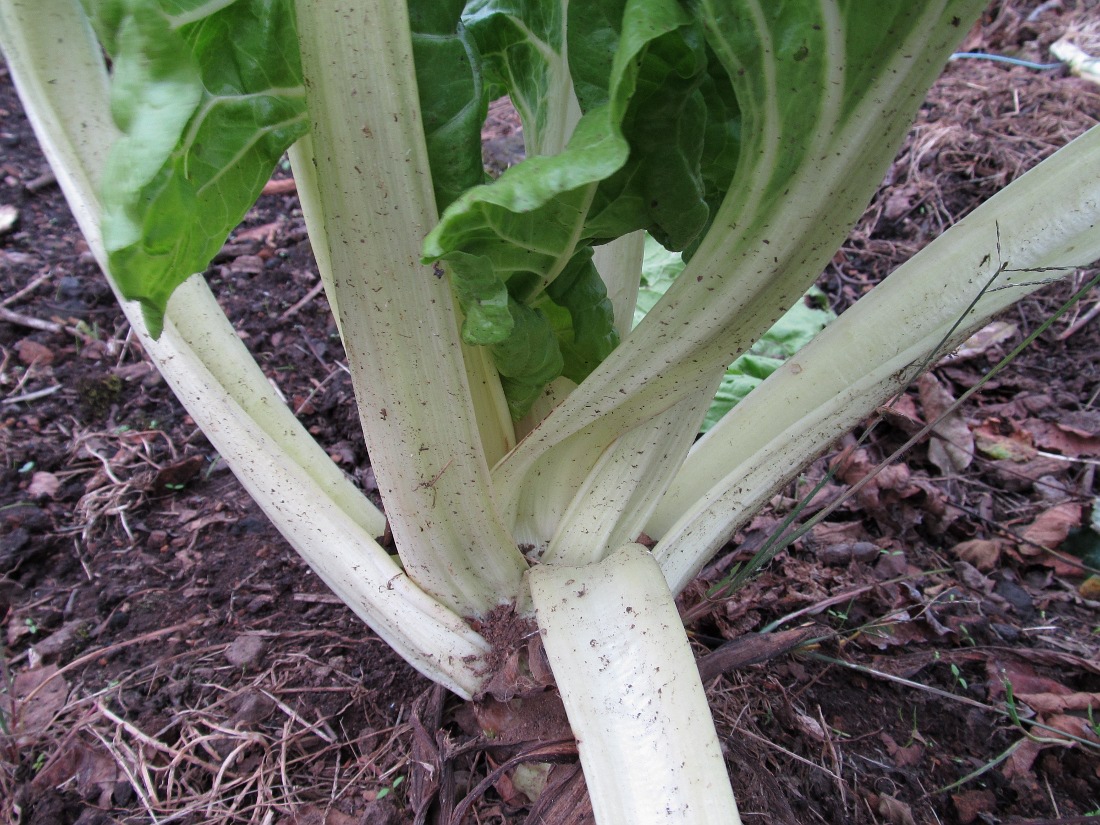 Image of Beta vulgaris ssp. cicla specimen.