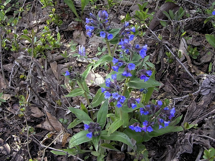 Image of genus Pulmonaria specimen.