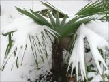 Trachycarpus fortunei. Молодое растение под снегом. Черноморское побережье Кавказа, г. Новороссийск, в культуре. 27 декабря 2008 г.