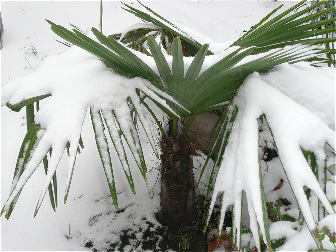 Image of Trachycarpus fortunei specimen.