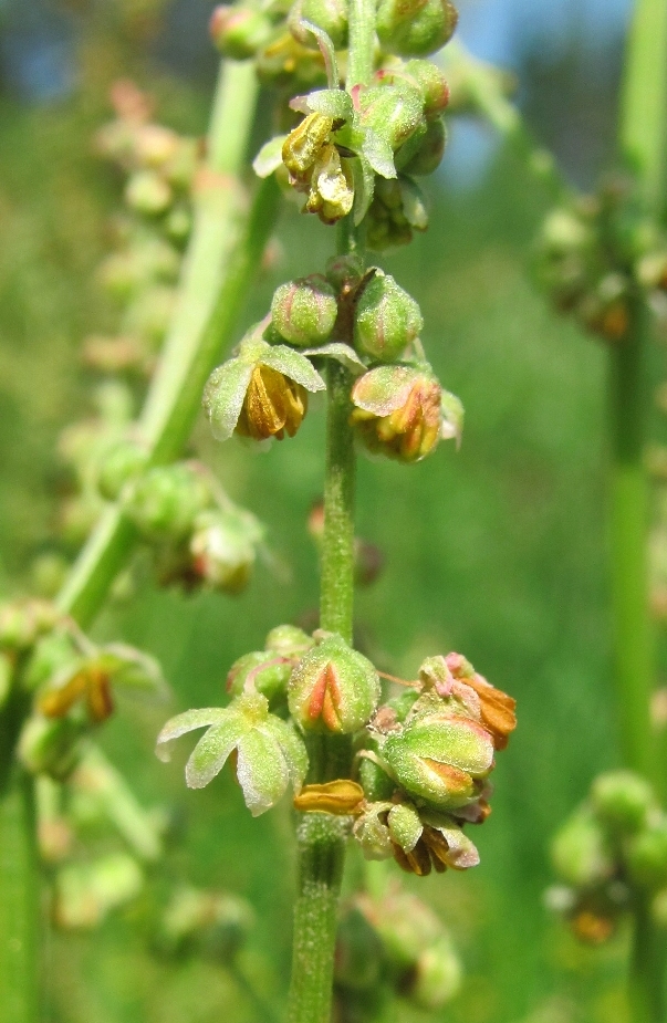 Изображение особи Rumex thyrsiflorus.