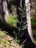 Image of taxon representative. Author is Сергей Глотов