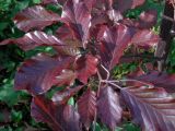 Fagus variety purpurea