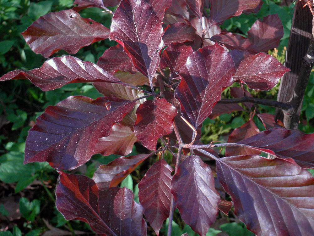 Image of Fagus sylvatica var. purpurea specimen.