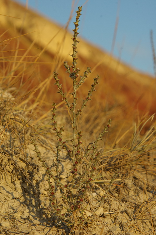 Image of Salsola tamariscina specimen.