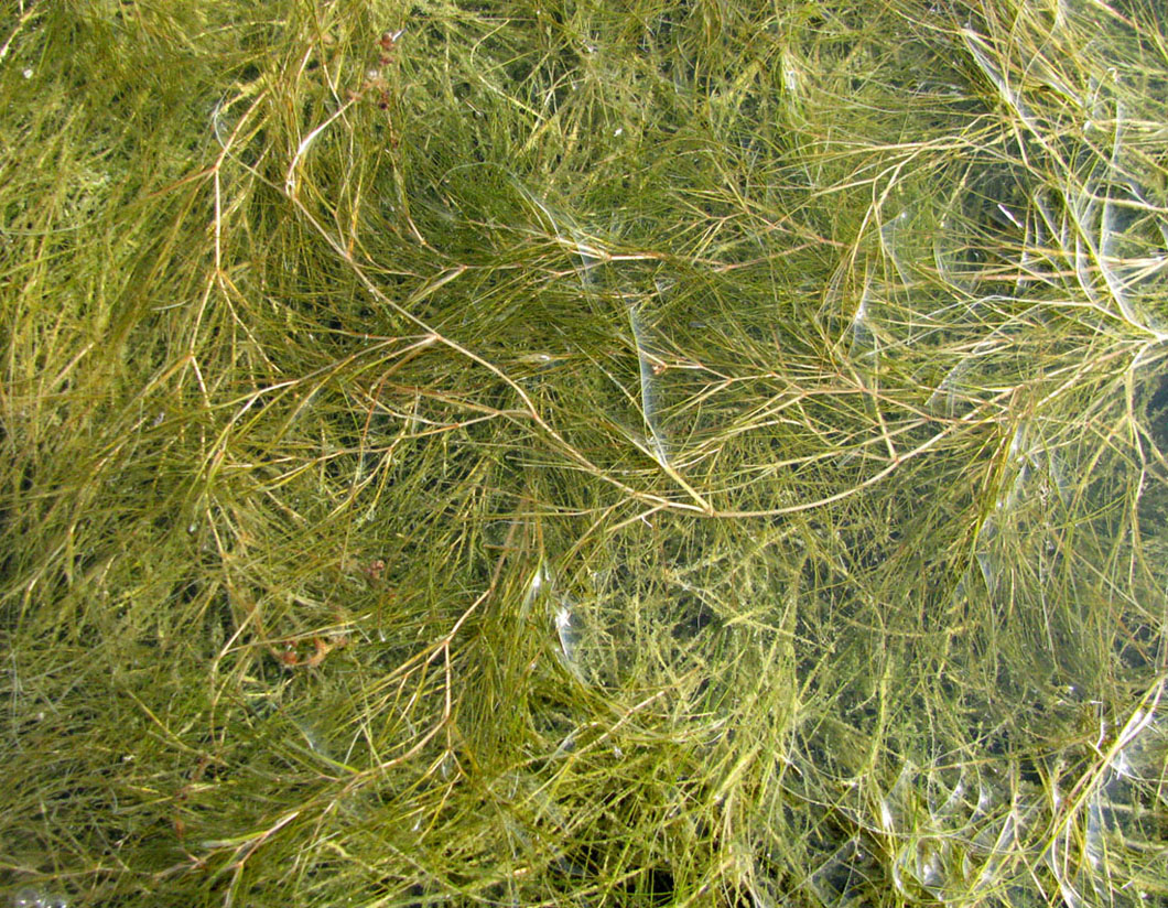 Image of Potamogeton pectinatus specimen.