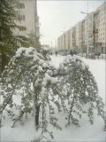Изображение особи. Автор - Михаил Лучкин
