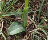 Ophrys fusca