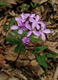 Cardamine quinquefolia. Цветущее растение. Крым, гора Северная Демерджи, западный склон, дубовый лес. 20 апреля 2012 г.