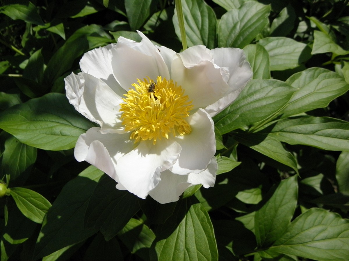 Image of Paeonia lactiflora specimen.
