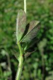 Trifolium leucanthum