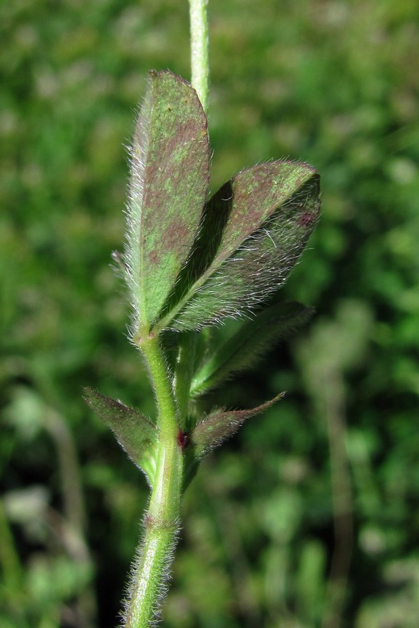 Image of Trifolium leucanthum specimen.