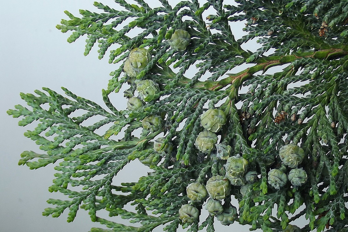 Image of Chamaecyparis lawsoniana specimen.