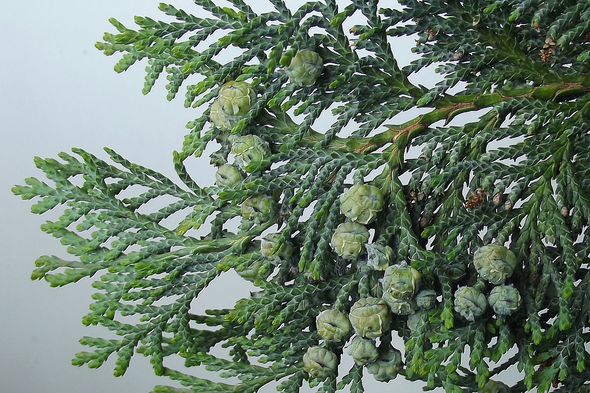 Изображение особи Chamaecyparis lawsoniana.