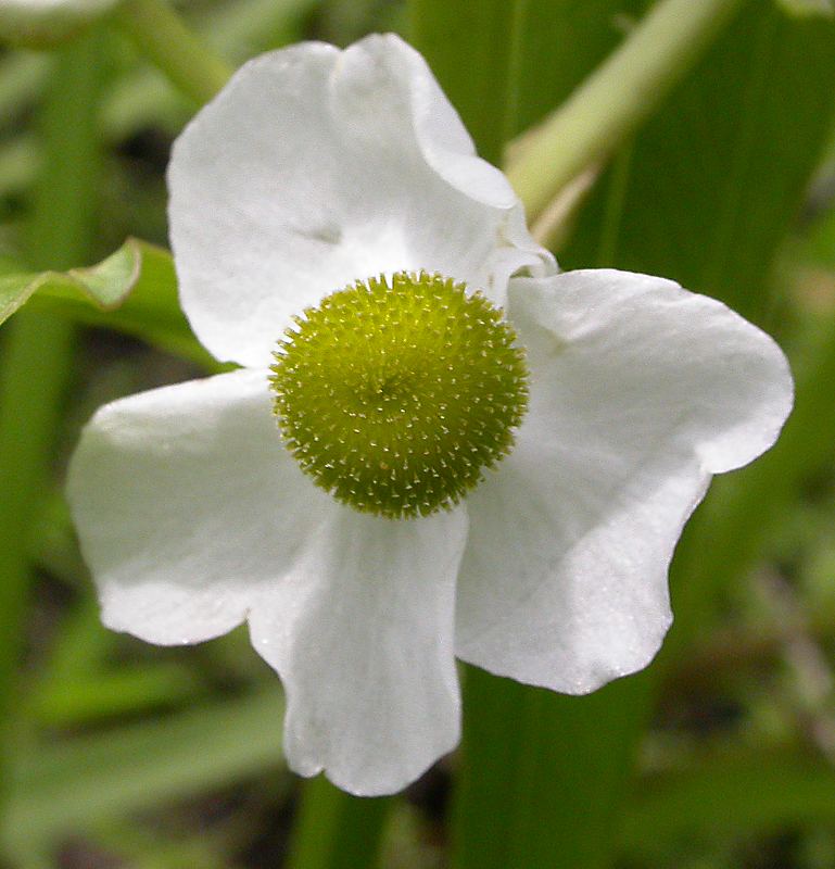 Изображение особи Sagittaria trifolia.