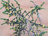 Thymelaea hirsuta