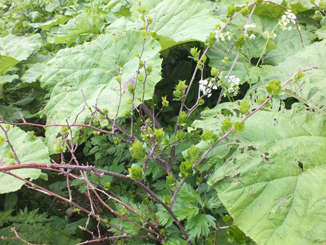 Image of Schisandra chinensis specimen.