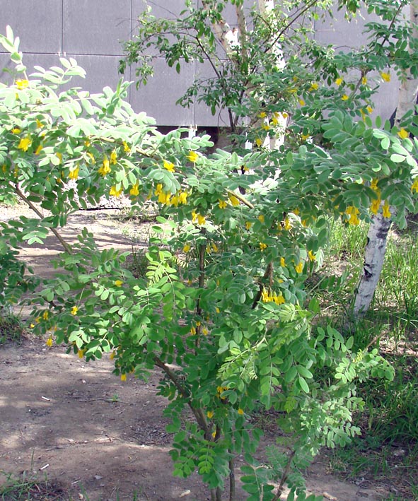 Изображение особи Caragana arborescens.