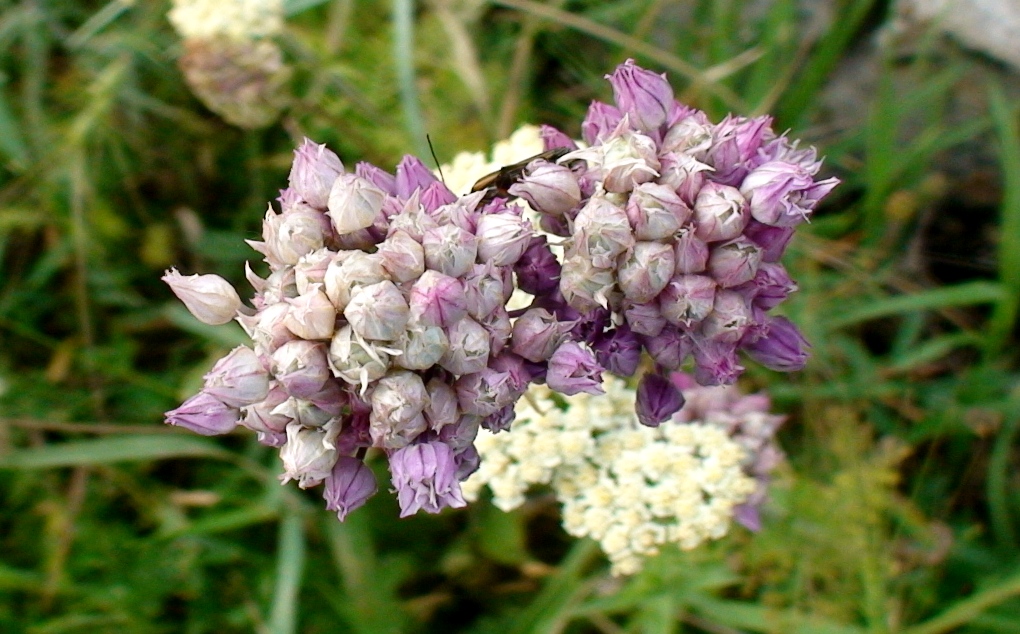 Image of genus Allium specimen.