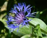 Centaurea montana. Соцветие. Подмосковье, окр. г. Одинцово, заброшенный огород на опушке леса. Июнь 2012 г.