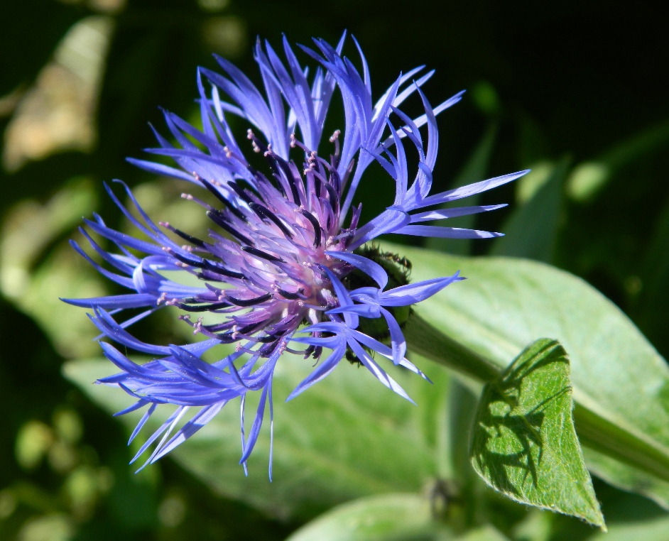 Image of Centaurea montana specimen.