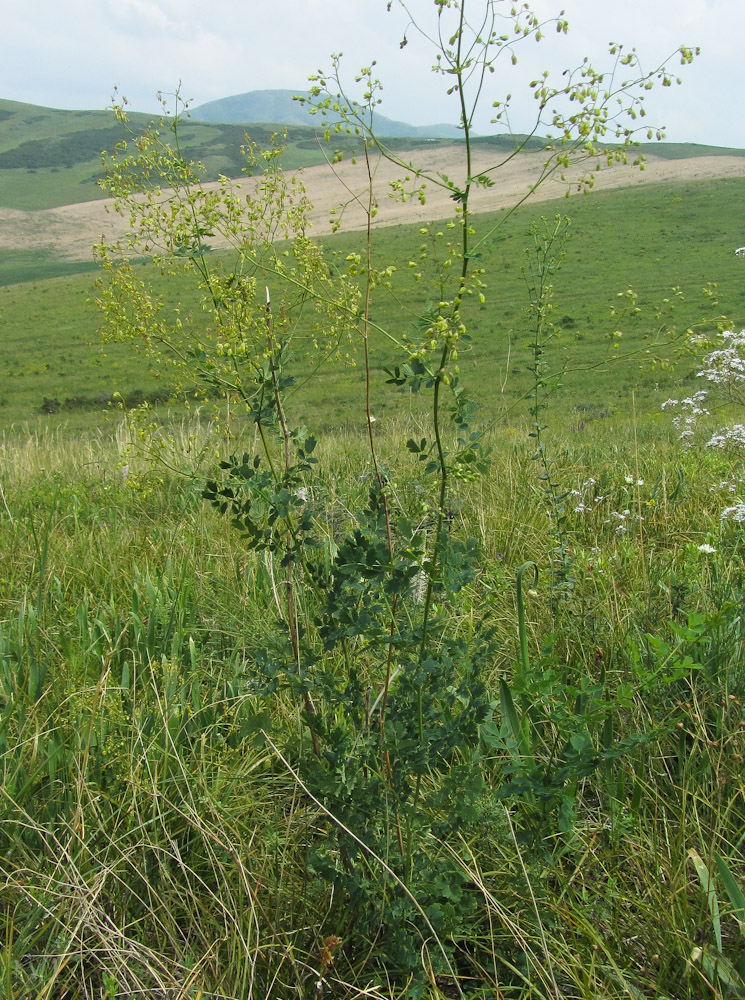 Image of Thalictrum minus specimen.