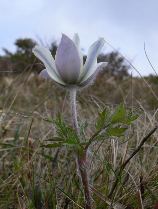 Изображение особи Pulsatilla scherfelii.